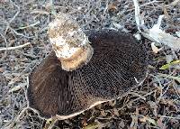 Agaricus bitorquis image