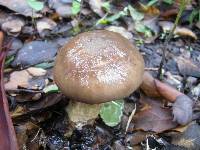 Hygrophorus latitabundus image