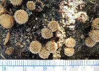 Cyathus stercoreus image