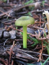 Entoloma incanum image