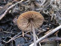 Entoloma hebes image