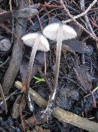 Entoloma hirtipes image