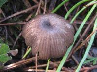 Entoloma asprellum image