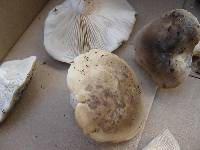 Clitocybe brunneocephala image