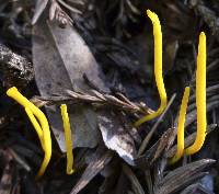 Clavulinopsis laeticolor image