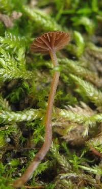 Psilocybe montana image