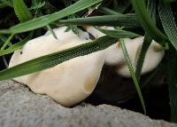 Abortiporus biennis image