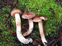 Tricholoma imbricatum image