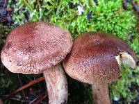 Tricholoma imbricatum image