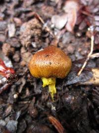 Cortinarius croceus image