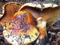 Cortinarius ponderosus image