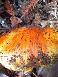 Cortinarius ponderosus image