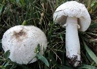 Leucoagaricus barssii image