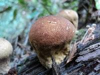 Lycoperdon molle image