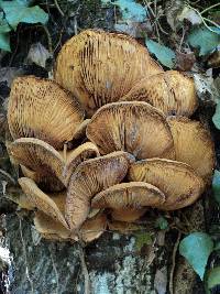 Gymnopilus ventricosus image