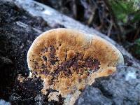 Phellinus gilvus image