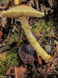 Lepiota magnispora image