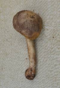 Agaricus moelleri image