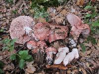 Hygrophorus russula image