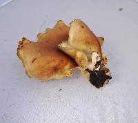 Royoporus badius image