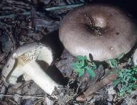 Lactarius argillaceifolius image