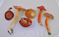 Hygrocybe punicea image