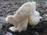 Entoloma sinuatum image