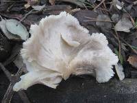 Entoloma sinuatum image