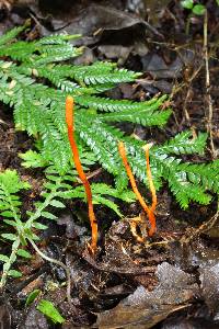 Cordyceps militaris image