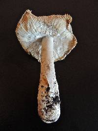 Amanita lividopallescens image