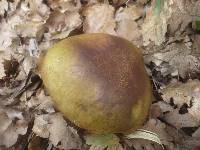 Boletus luridus image