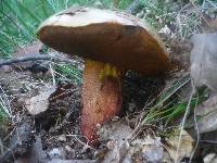 Boletus rhodoxanthus image