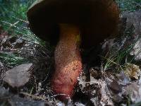 Boletus rhodoxanthus image