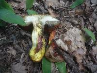 Boletus rhodoxanthus image