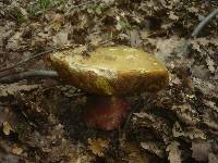 Boletus satanas image