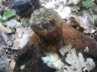 Boletus satanas image