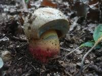 Boletus satanas image