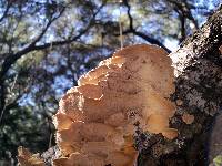 Trametes ochracea image