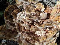 Trametes ochracea image