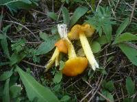 Hygrocybe persistens image