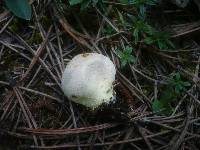 Lycoperdon lividum image