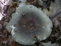 Russula heterophylla image