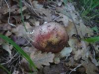 Russula vinosopurpurea image