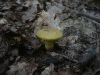 Boletus subtomentosus image