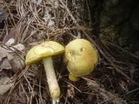 Boletus subtomentosus image