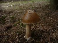 Amanita magnivolvata image