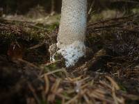 Amanita magnivolvata image