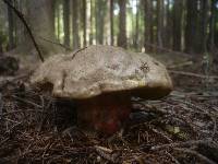 Boletus calopus image