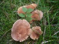 Lactarius helvus image