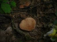 Lactarius quietus image